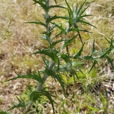 Carthamus lanatus (Saffron Thistle) at Bass Gardens Park, Griffith - 25 Nov 2020 by SRoss