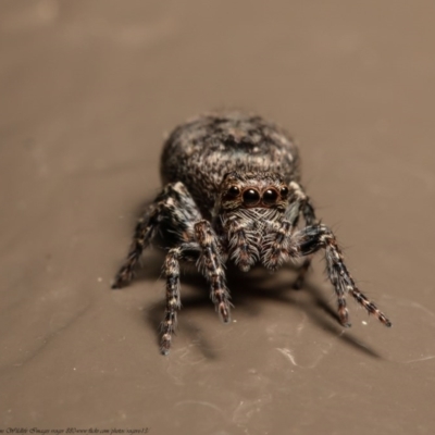 Servaea narraweena (A jumping spider) at Acton, ACT - 26 Nov 2020 by Roger