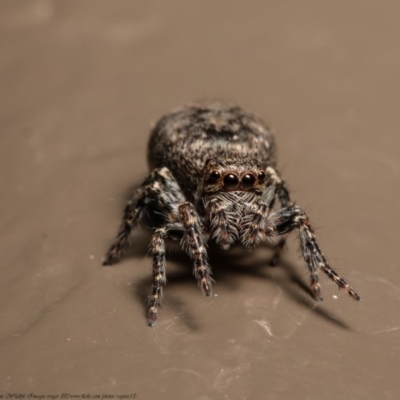 Servaea narraweena (A jumping spider) at Acton, ACT - 25 Nov 2020 by Roger