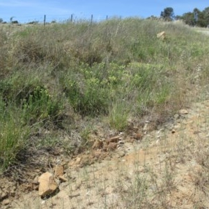 Potentilla recta at Wallaroo, NSW - 15 Nov 2019