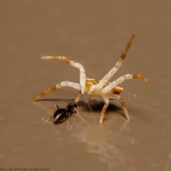 Thomisidae (family) (Unidentified Crab spider or Flower spider) at Acton, ACT - 25 Nov 2020 by Roger