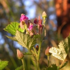 Rubus parvifolius (Native Raspberry) at Hackett, ACT - 17 Nov 2020 by waltraud