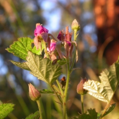 Rubus parvifolius (Native Raspberry) at Hackett, ACT - 16 Nov 2020 by waltraud