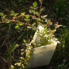 Rubus parvifolius at Hackett, ACT - 17 Nov 2020