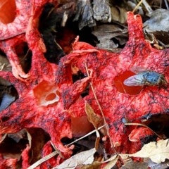 Aseroe rubra at Crooked Corner, NSW - 25 Nov 2020