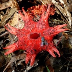 Aseroe rubra at Crooked Corner, NSW - 25 Nov 2020