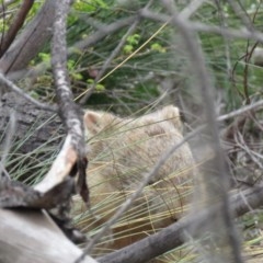 Vombatus ursinus (Common wombat, Bare-nosed Wombat) at Lower Cotter Catchment - 21 Nov 2020 by SandraH