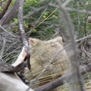 Vombatus ursinus at Coree, ACT - 21 Nov 2020