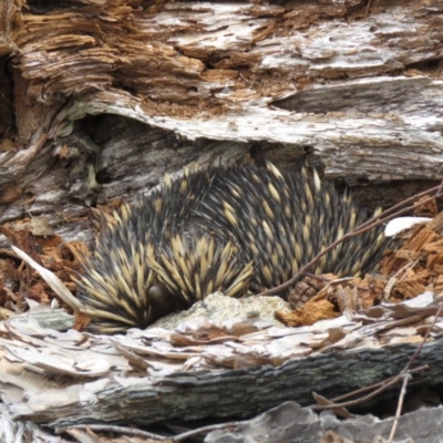 Tachyglossus aculeatus (Short-beaked Echidna) at Coree, ACT - 21 Nov 2020 by SandraH