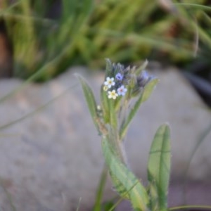 Myosotis discolor at Wamboin, NSW - 27 Sep 2020 10:25 AM