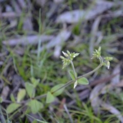 Cerastium glomeratum (Sticky Mouse-ear Chickweed) at Wamboin, NSW - 27 Sep 2020 by natureguy