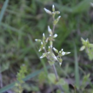 Cerastium glomeratum at Wamboin, NSW - 27 Sep 2020