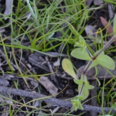 Cerastium glomeratum at Wamboin, NSW - 27 Sep 2020 10:26 AM