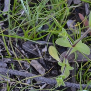 Cerastium glomeratum at Wamboin, NSW - 27 Sep 2020 10:26 AM