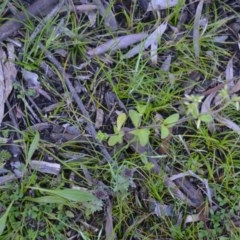 Cerastium glomeratum at Wamboin, NSW - 27 Sep 2020