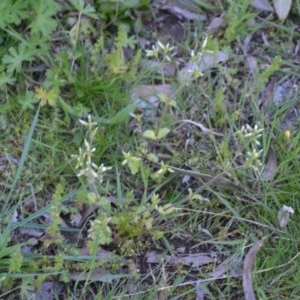 Cerastium glomeratum at Wamboin, NSW - 27 Sep 2020