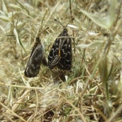 Synemon plana (Golden Sun Moth) at Wallaroo, NSW - 15 Nov 2019 by Rosie