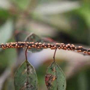 Eriococcus coriaceus at Tharwa, ACT - 25 Nov 2020 12:06 AM