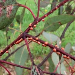 Eriococcus coriaceus at Tharwa, ACT - 25 Nov 2020 12:06 AM