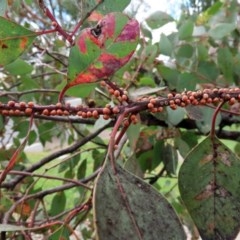 Eriococcus coriaceus at Tharwa, ACT - 25 Nov 2020