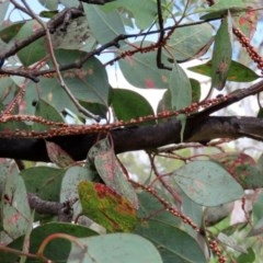 Eriococcus coriaceus at Tharwa, ACT - 25 Nov 2020