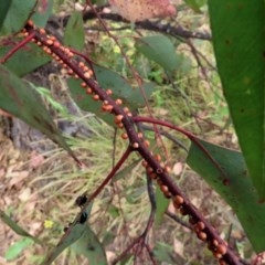 Eriococcus coriaceus at Tharwa, ACT - 25 Nov 2020 12:06 AM