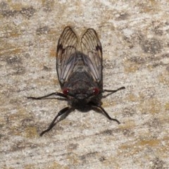Psaltoda moerens (Redeye cicada) at Tharwa Bridge - 24 Nov 2020 by RodDeb
