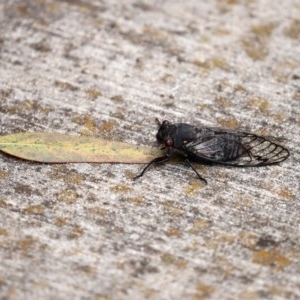 Psaltoda moerens at Tharwa, ACT - 24 Nov 2020 11:57 PM