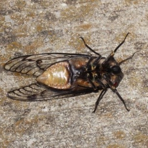 Psaltoda moerens at Tharwa, ACT - 24 Nov 2020 11:57 PM