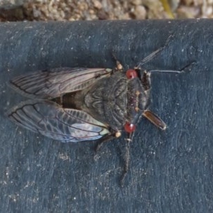 Psaltoda moerens at Tharwa, ACT - 24 Nov 2020 11:57 PM