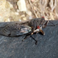 Psaltoda moerens at Tharwa, ACT - 24 Nov 2020 11:57 PM