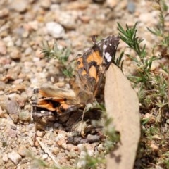 Vanessa kershawi (Australian Painted Lady) at Gigerline Nature Reserve - 24 Nov 2020 by RodDeb