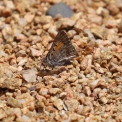 Lucia limbaria (Chequered Copper) at Gigerline Nature Reserve - 24 Nov 2020 by RodDeb