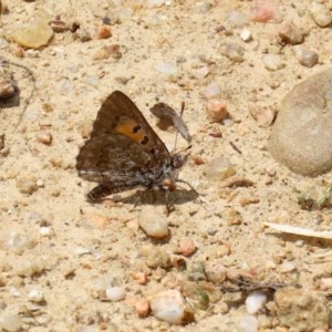 Lucia limbaria at Tennent, ACT - 25 Nov 2020 01:12 AM