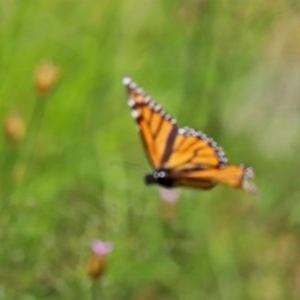 Danaus plexippus at Tennent, ACT - 25 Nov 2020