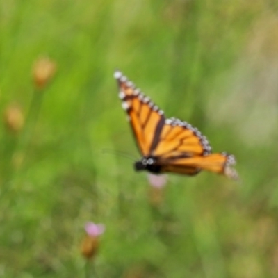 Danaus plexippus (Monarch) at Gigerline Nature Reserve - 24 Nov 2020 by RodDeb