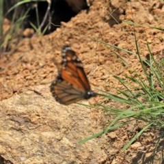 Danaus plexippus at Tennent, ACT - 25 Nov 2020 01:54 AM