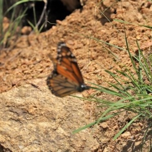 Danaus plexippus at Tennent, ACT - 25 Nov 2020 01:54 AM