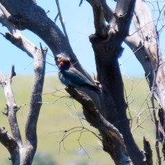 Eurystomus orientalis (Dollarbird) at Gigerline Nature Reserve - 24 Nov 2020 by RodDeb