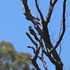 Eurystomus orientalis at Tennent, ACT - 25 Nov 2020