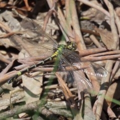 Austrogomphus cornutus (Unicorn Hunter) at Gigerline Nature Reserve - 24 Nov 2020 by RodDeb