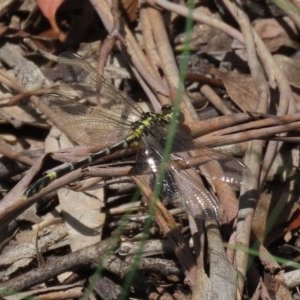 Austrogomphus cornutus at Tennent, ACT - 25 Nov 2020