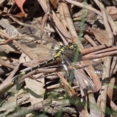 Austrogomphus cornutus at Tennent, ACT - 25 Nov 2020