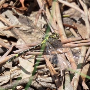 Austrogomphus cornutus at Tennent, ACT - 25 Nov 2020