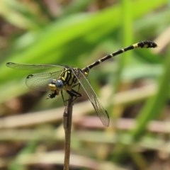 Austrogomphus cornutus (Unicorn Hunter) at Tennent, ACT - 23 Nov 2020 by RodDeb