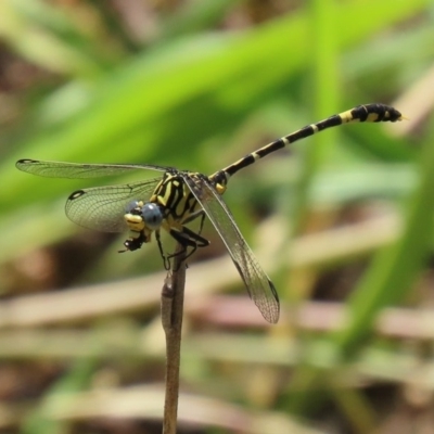 Austrogomphus cornutus (Unicorn Hunter) at Gigerline Nature Reserve - 23 Nov 2020 by RodDeb