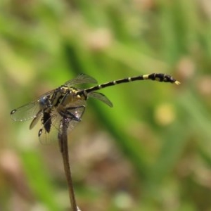 Austrogomphus cornutus at Tennent, ACT - 23 Nov 2020