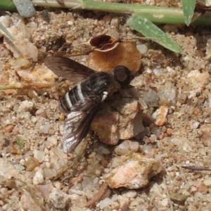 Villa sp. (genus) at Tennent, ACT - 25 Nov 2020