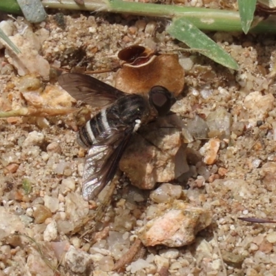 Villa sp. (genus) (Unidentified Villa bee fly) at Tennent, ACT - 24 Nov 2020 by RodDeb