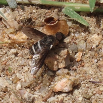 Villa sp. (genus) (Unidentified Villa bee fly) at Tennent, ACT - 25 Nov 2020 by RodDeb